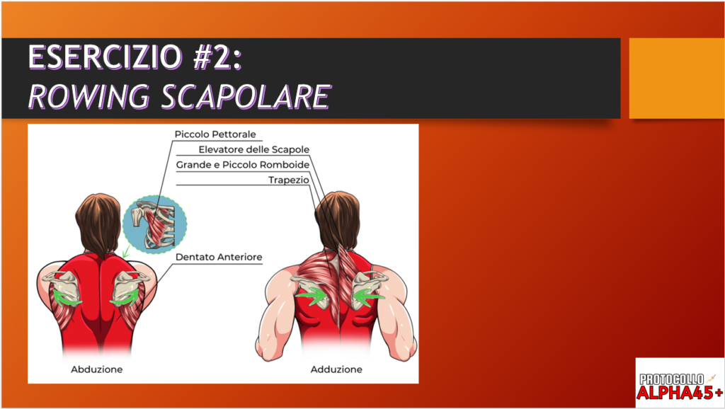 esercizio per movimento scapole